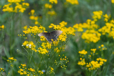 A colorful butterfly fluttering near bright wildflowers in the meadow.