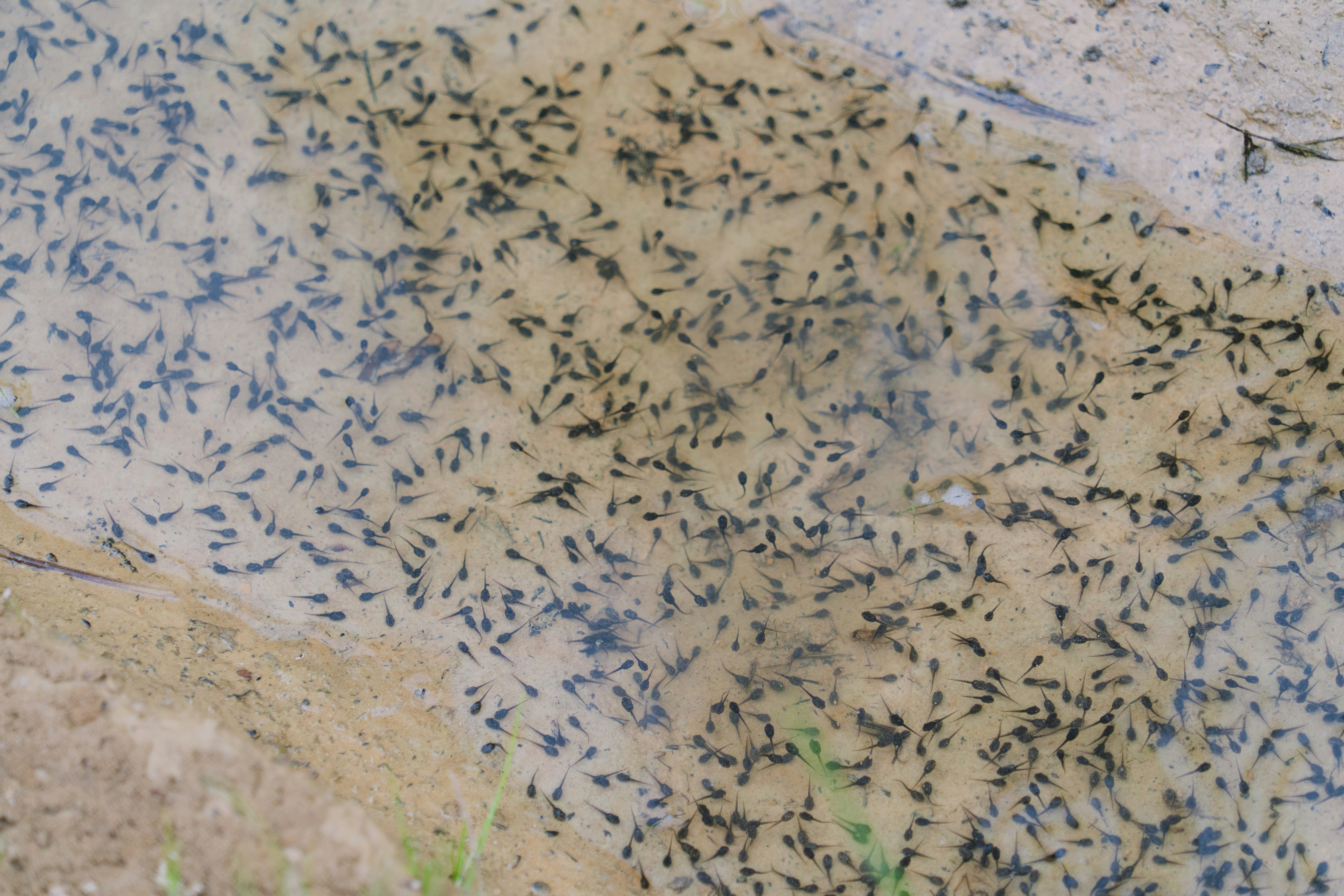 a group of small fish swimming on top of a body of water