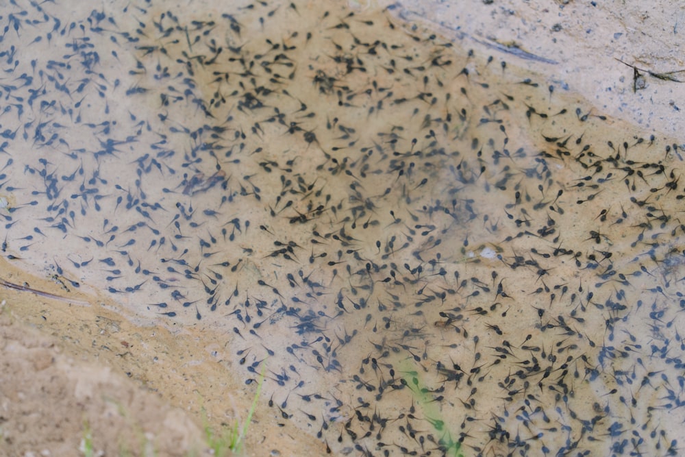 a group of small fish swimming on top of a body of water