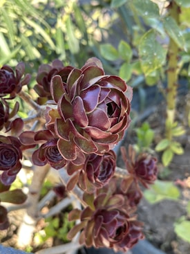 A close-up view of several rosettes of succulents with thick, fleshy, dark red to brown leaves. The plant is in an outdoor garden setting with various green foliage and stems visible in the background.