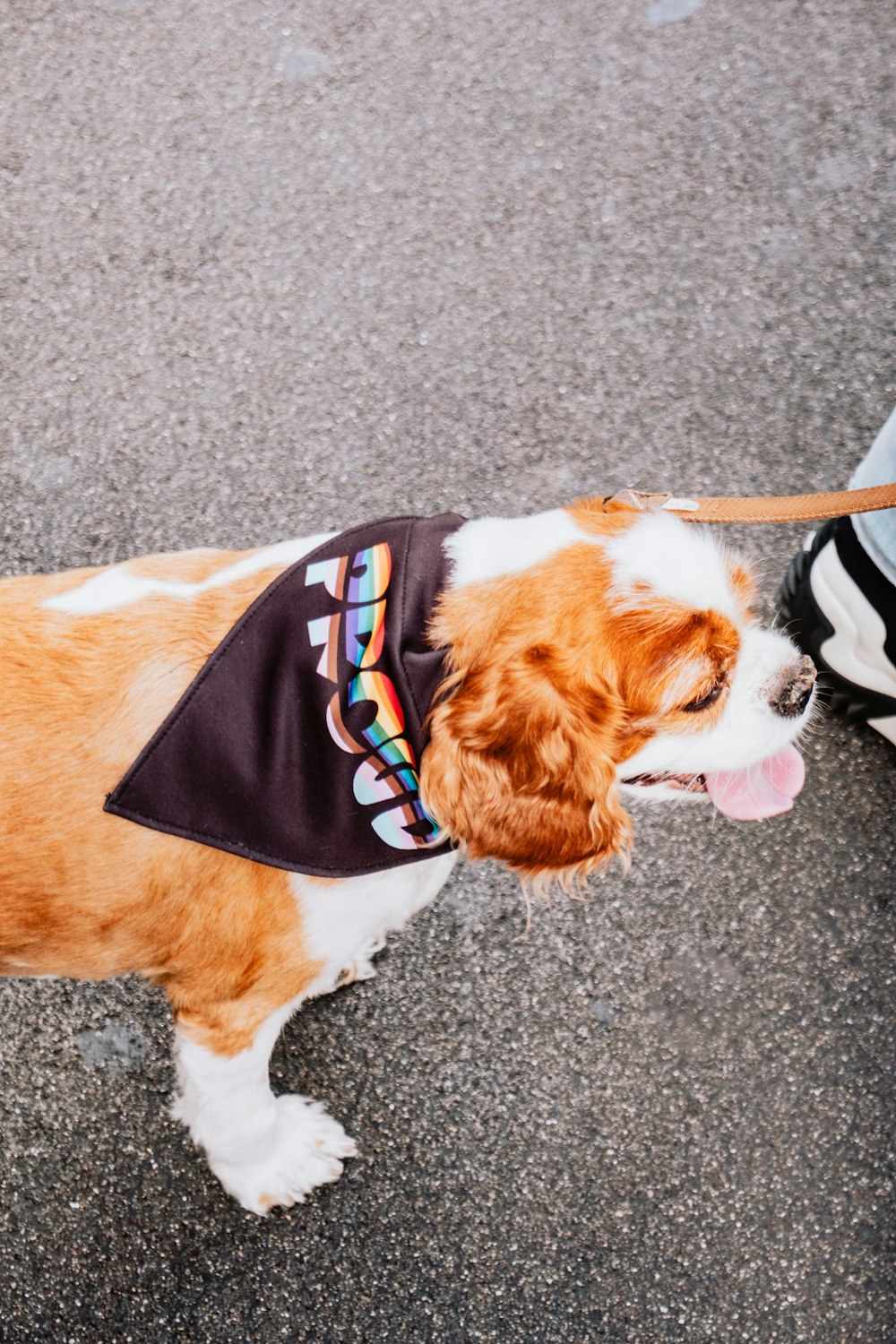 a brown and white dog wearing a shirt on a leash
