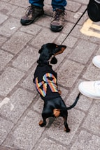 A small black dachshund wearing a colorful jacket on a leash stands on a cobblestone street, with a pair of feet in sneakers and boots nearby.