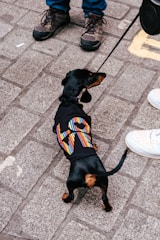 A small black dachshund wearing a colorful jacket on a leash stands on a cobblestone street, with a pair of feet in sneakers and boots nearby.