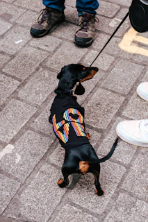 A small dog with a custom-fitted jacket and matching leash walking on a colorful street.