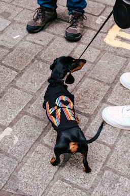 A small black dachshund wearing a colorful jacket on a leash stands on a cobblestone street, with a pair of feet in sneakers and boots nearby.