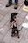 A small dog proudly wearing black neropaw boots, standing on a snowy sidewalk.