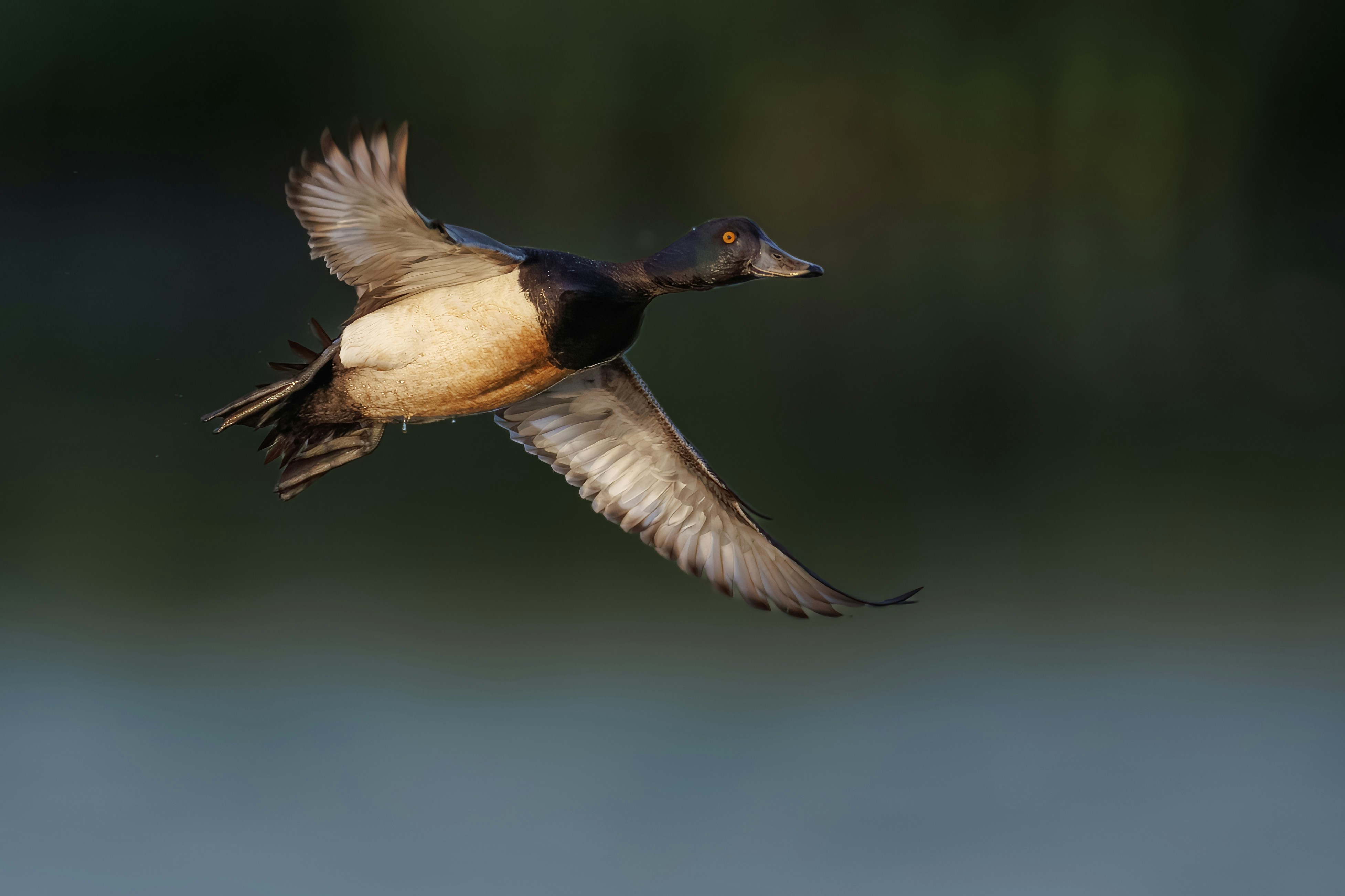 a bird flying over a body of water