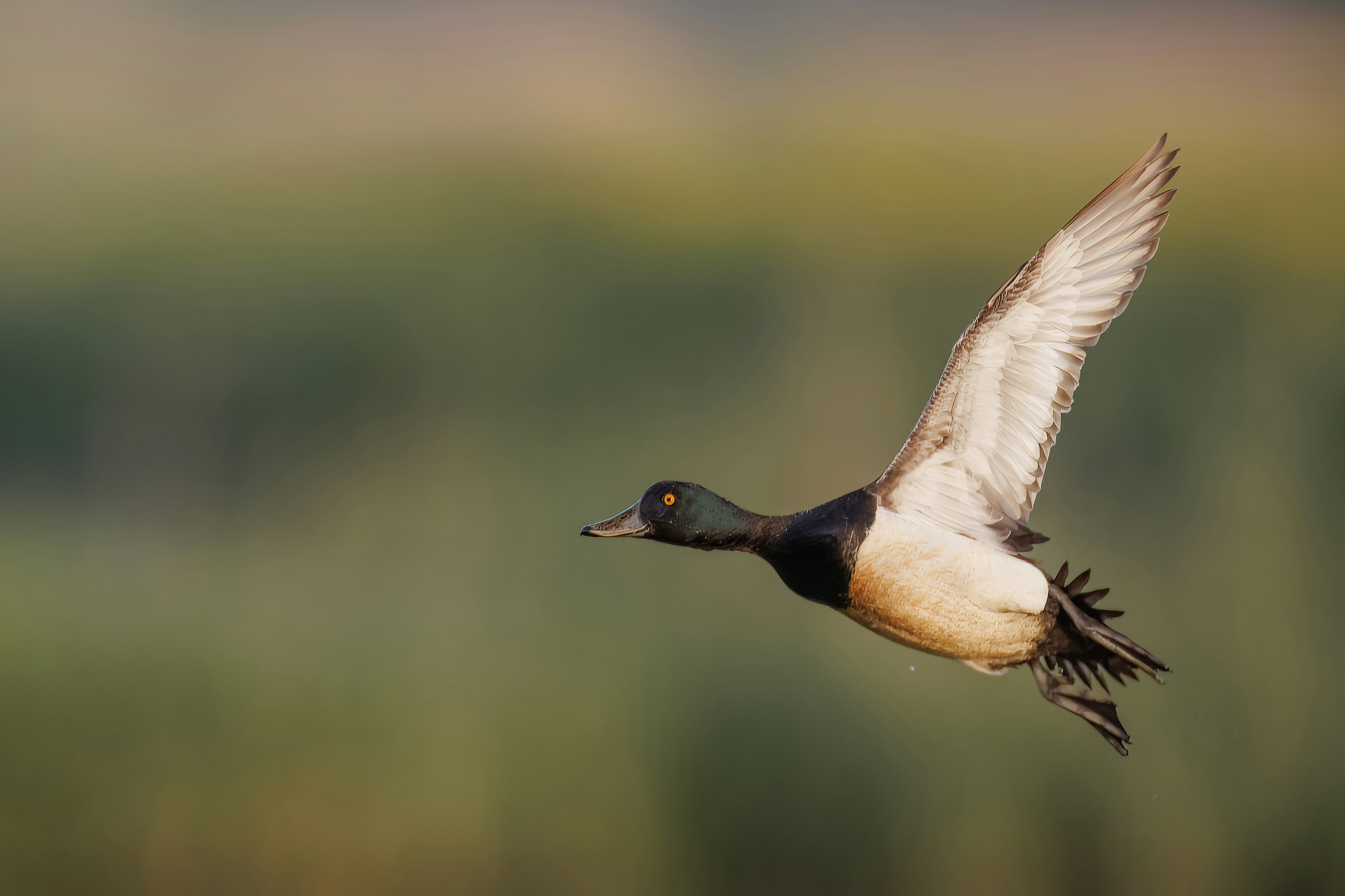 a duck flying through the air with its wings spread, 