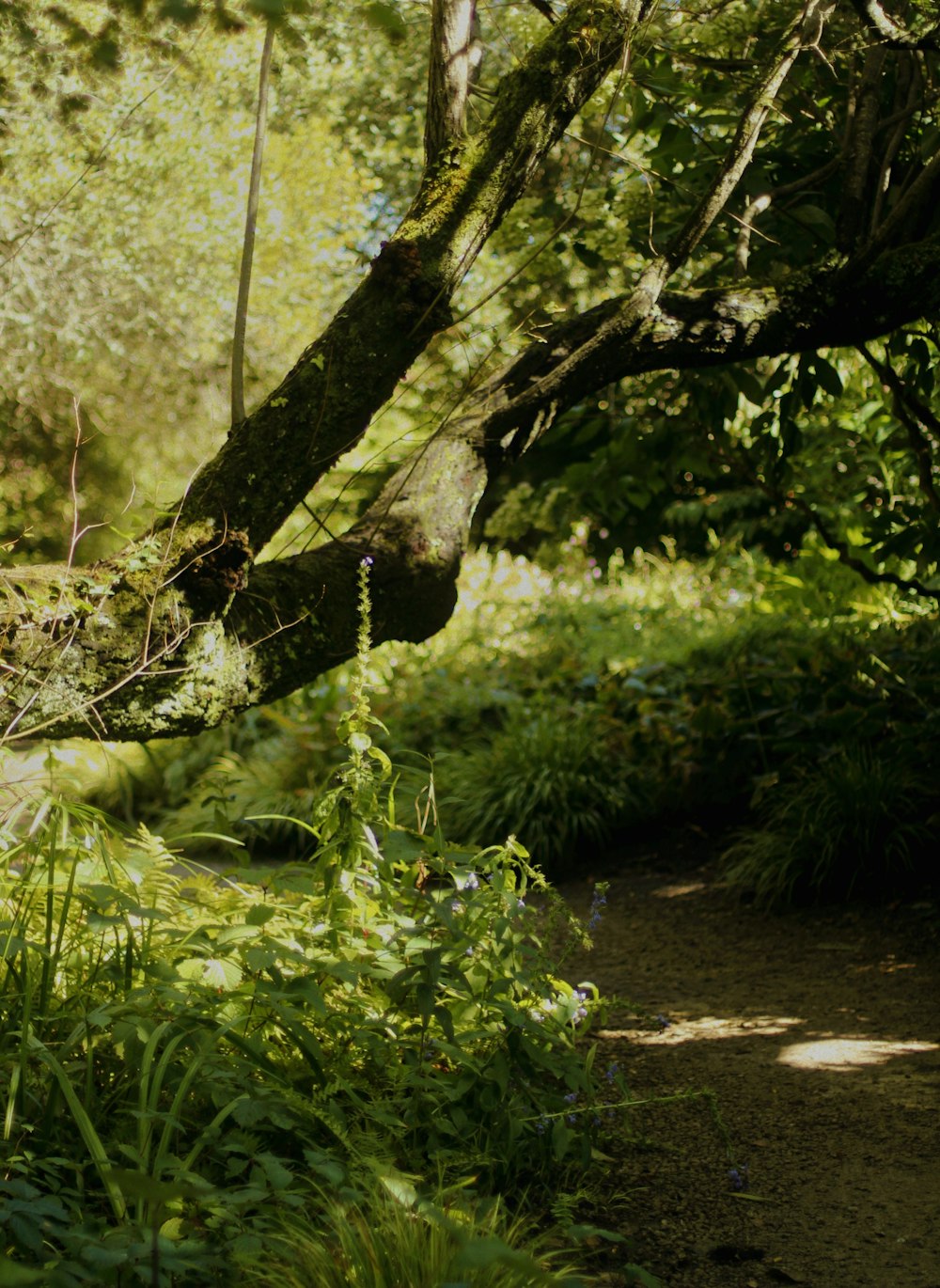 a path in the woods with a bench under a tree