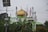 A mosque with a prominent golden dome and four tall minarets decorated with colorful flags stands amid lush green vegetation. Utility poles and power lines are visible in the background, contrasting with the religious architecture.