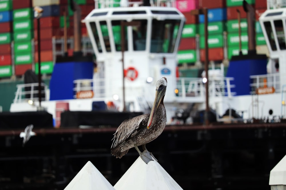 a pelican sitting on a post in front of a large ship
