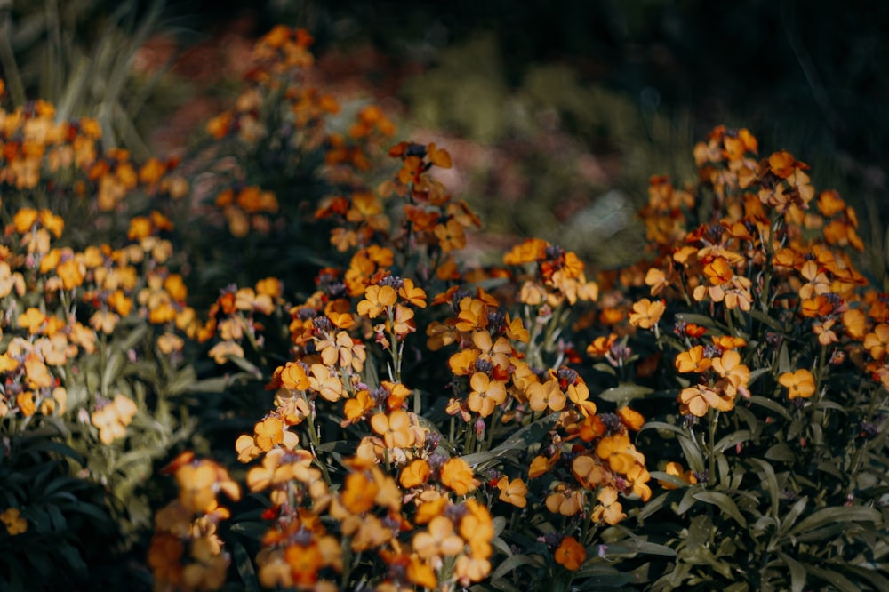 un ramo de flores que están en la hierba