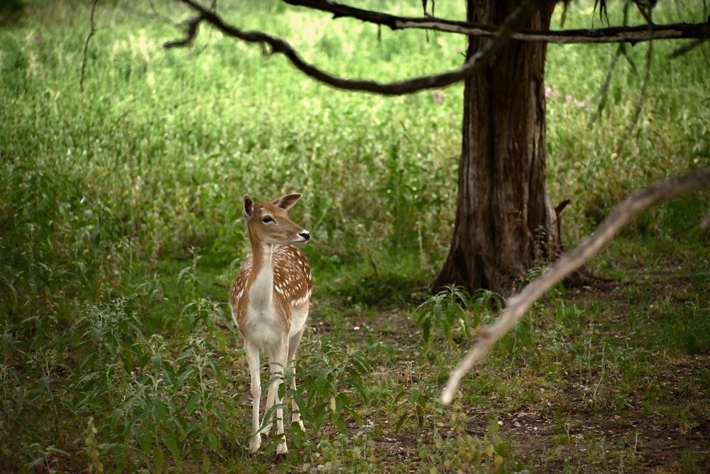 a small deer standing in the middle of a forest