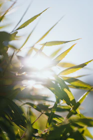Calm natural scene with soft light filtering through leaves, evoking introspection.
