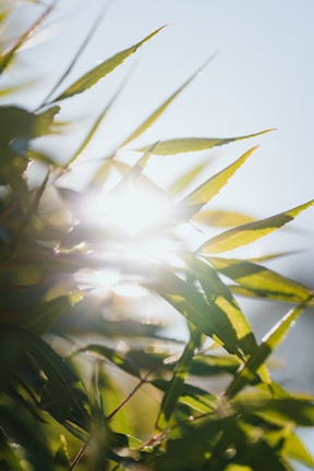 Soft sunlight filtering through leaves, symbolizing growth and connection.