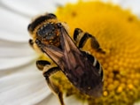 A close-up of a honey bee on a flower.