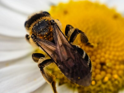 A close-up of a honey bee on a flower.