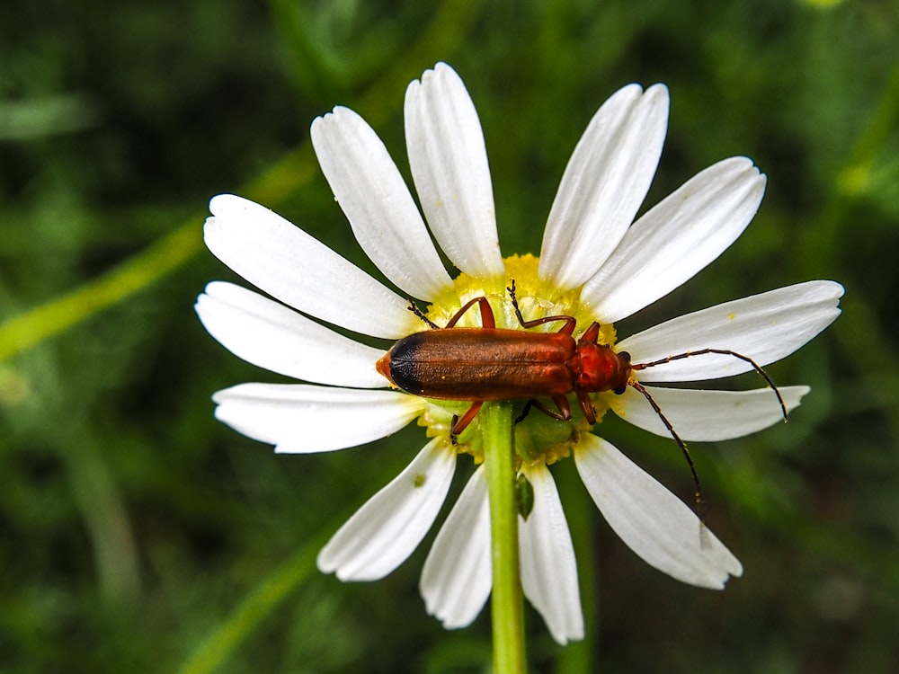 a bug sitting on top of a white flower