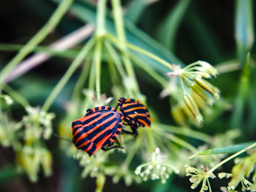 a close up of a bug on a plant