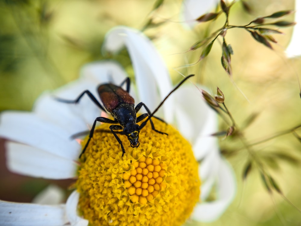 a close up of a bug on a flower