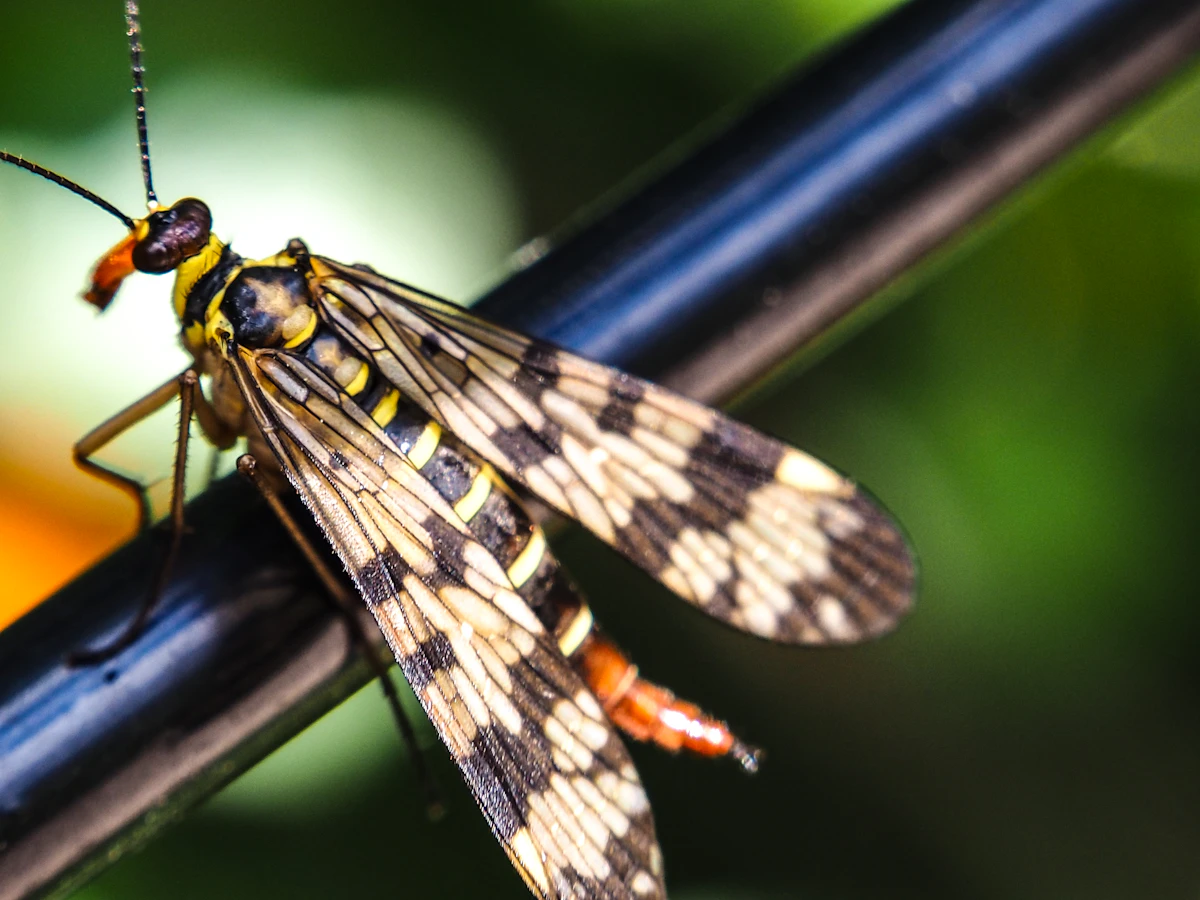 6 Referral Automations for Pest Control Teams in 2026