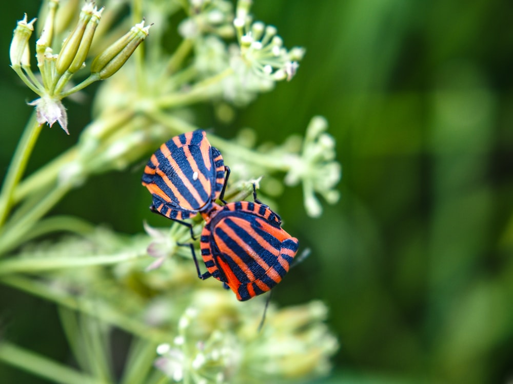 a close up of a bug on a flower