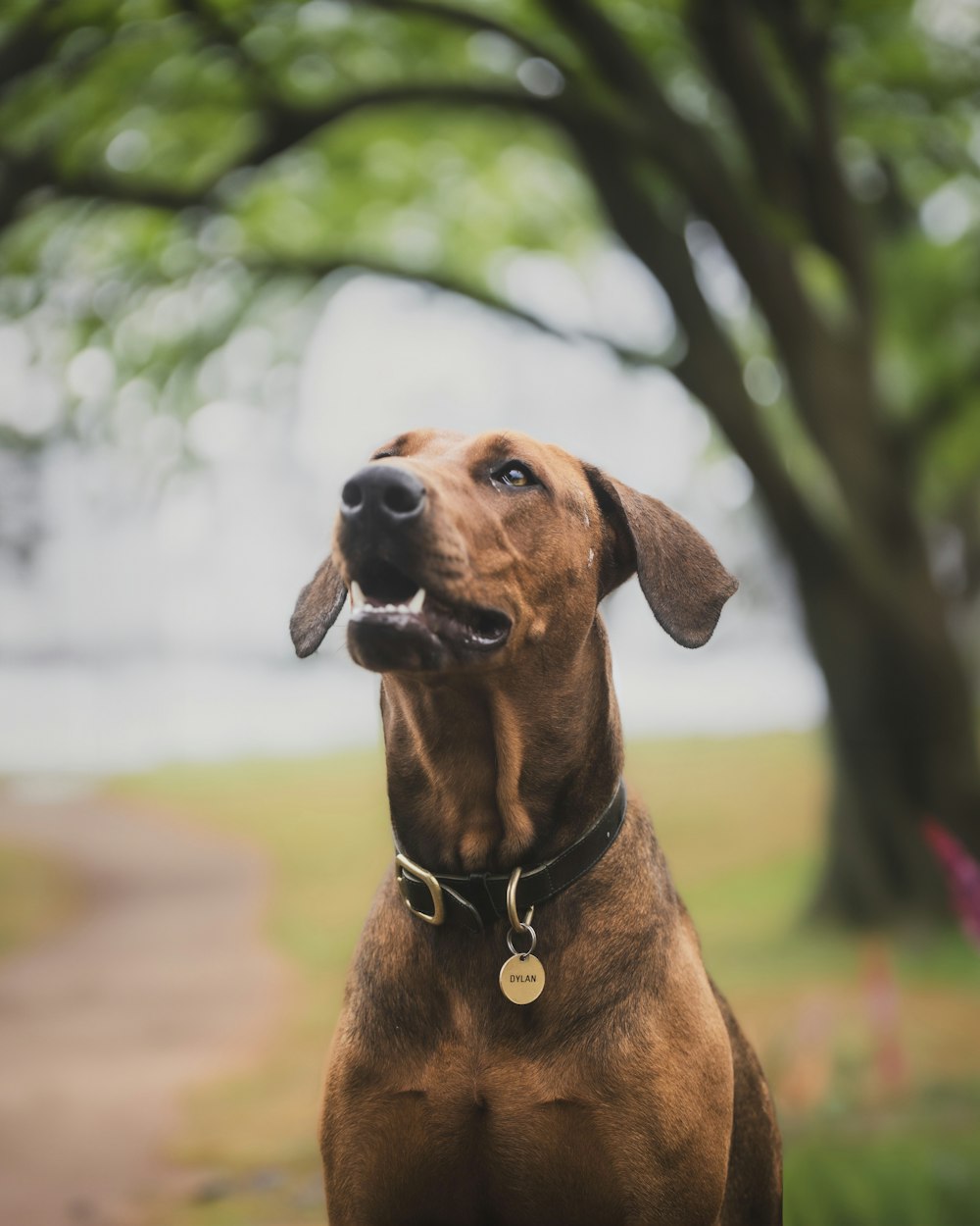 a large brown dog standing next to a tree