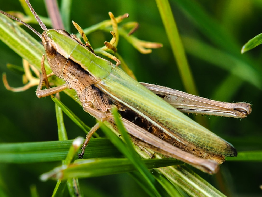 a close up of a grasshopper on a plant