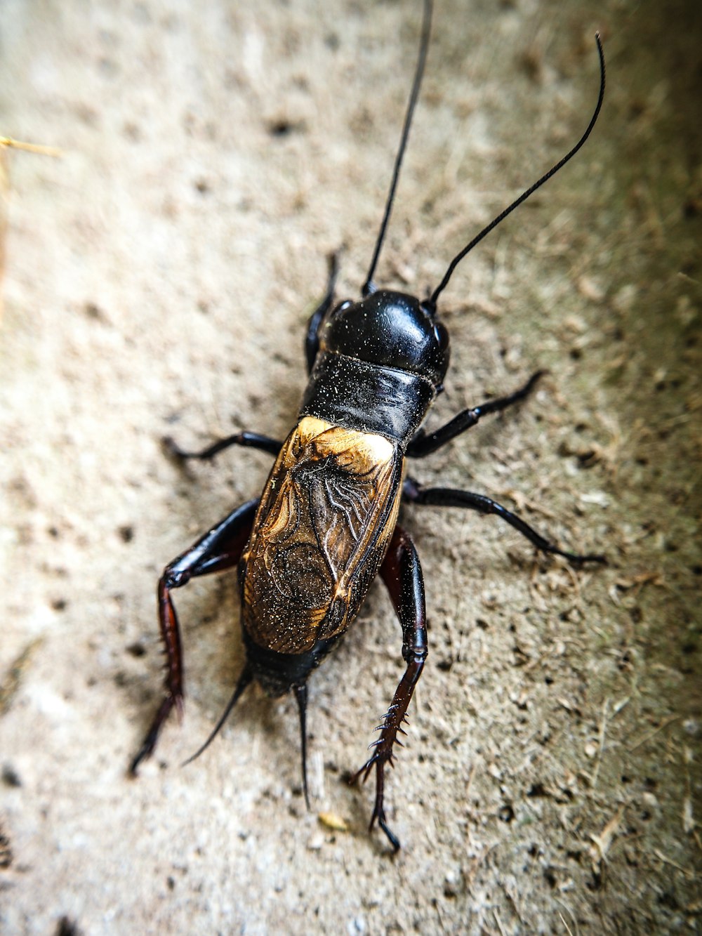 a close up of a bug on the ground
