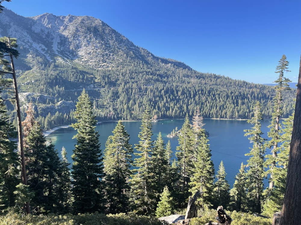uma vista de um lago de montanha cercado por árvores