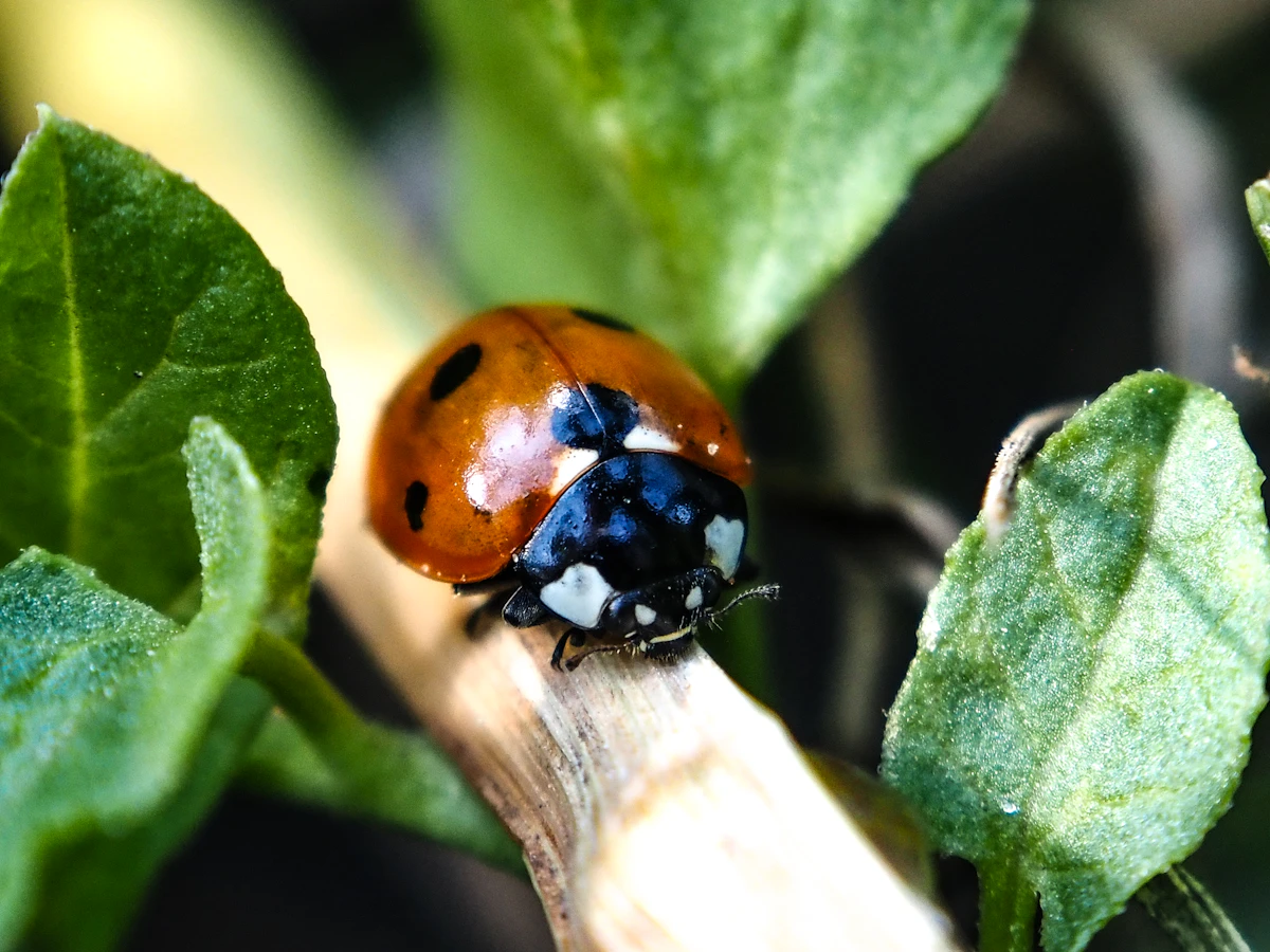 Jobber vs FieldRoutes: Pest Control Follow-Up in 2026