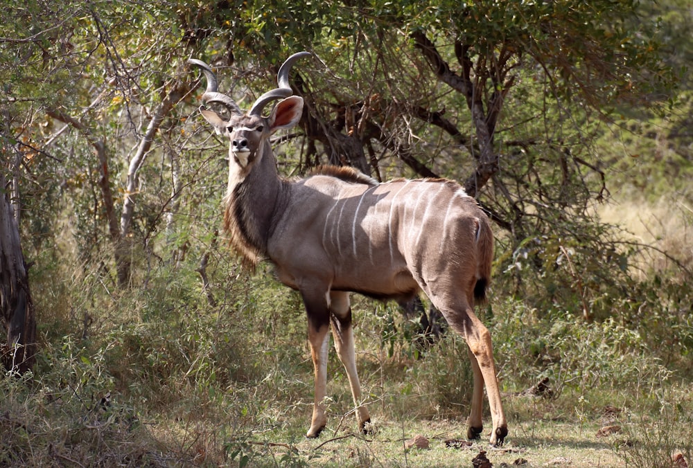 an antelope standing in the middle of a forest