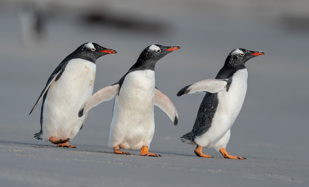 a group of three penguins walking along a beach