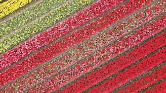 Vivid diagonal rows of blooming flowers in a variety of colors, including red, pink, yellow, and green, creating a vibrant and orderly pattern. The arrangement suggests an agricultural landscape or flower farm viewed from above.