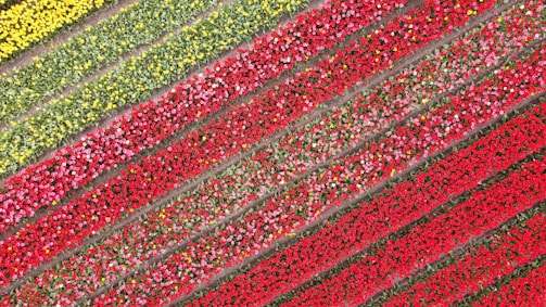 Vivid diagonal rows of blooming flowers in a variety of colors, including red, pink, yellow, and green, creating a vibrant and orderly pattern. The arrangement suggests an agricultural landscape or flower farm viewed from above.