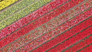 Rows of colorful flowers blooming alongside sustainable crop beds.