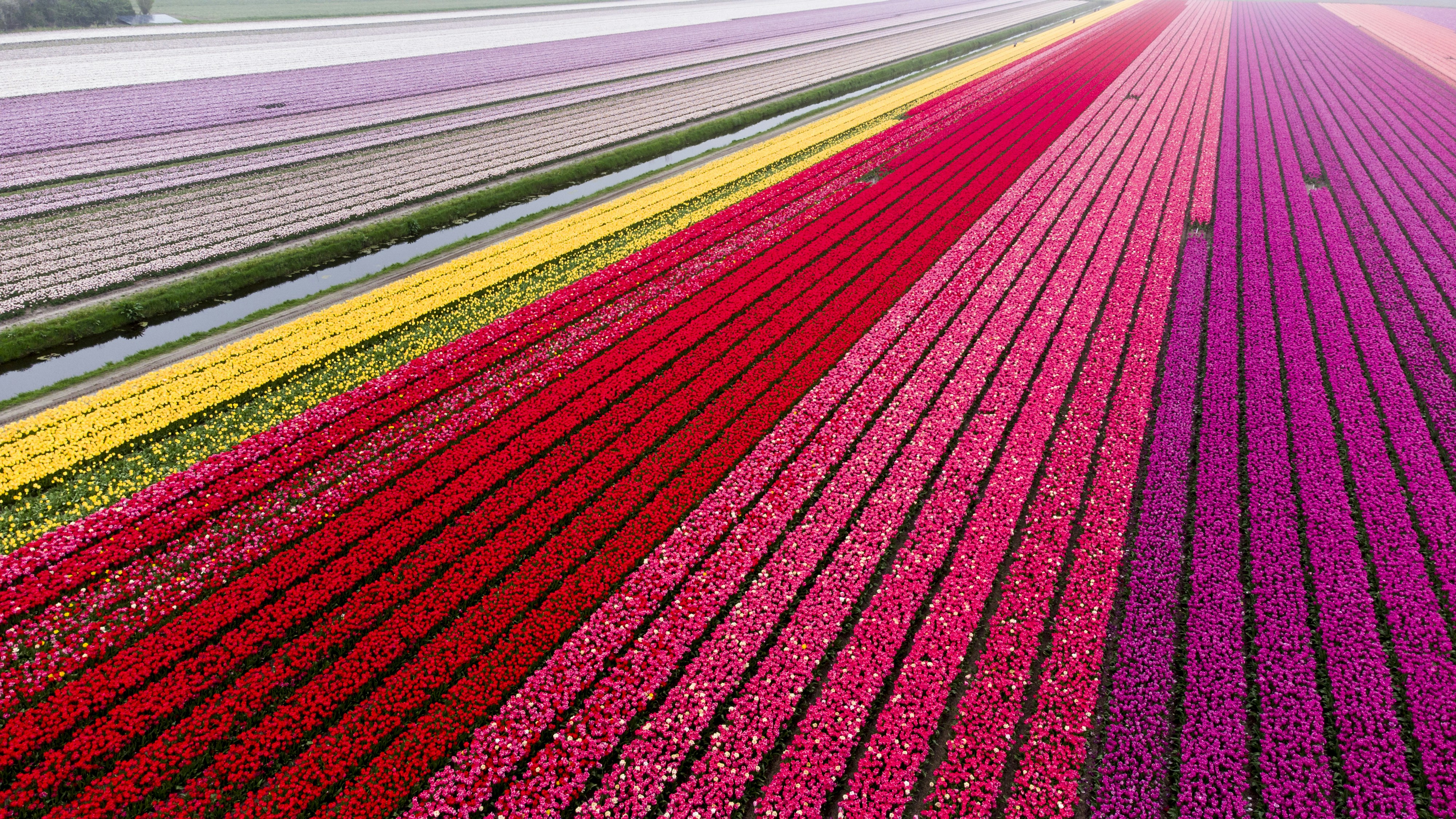 A large field with rows of flowers in it photo – Free Flower Image on ...