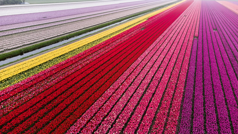 a large field with rows of flowers in it