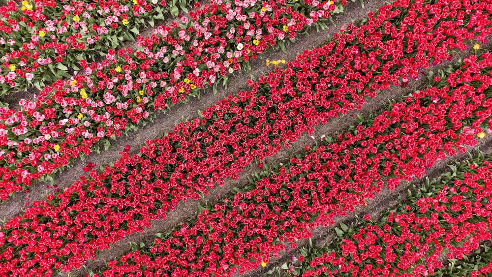 a field of red and pink flowers with green leaves