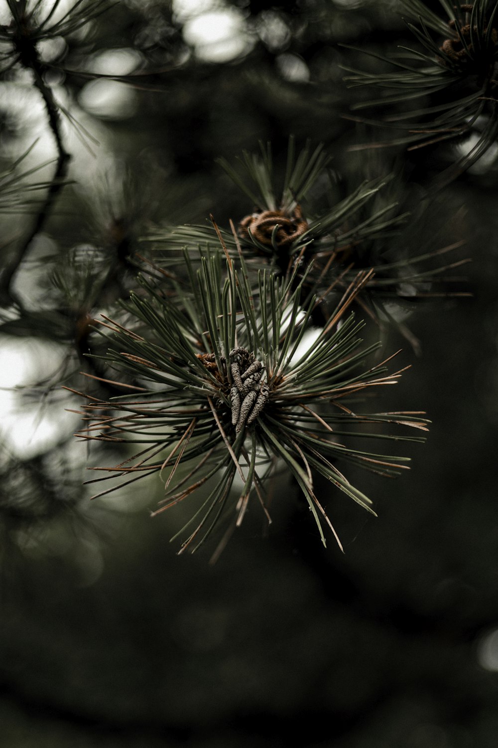 a close up of a pine tree branch