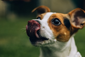 a small brown and white dog sticking its tongue out