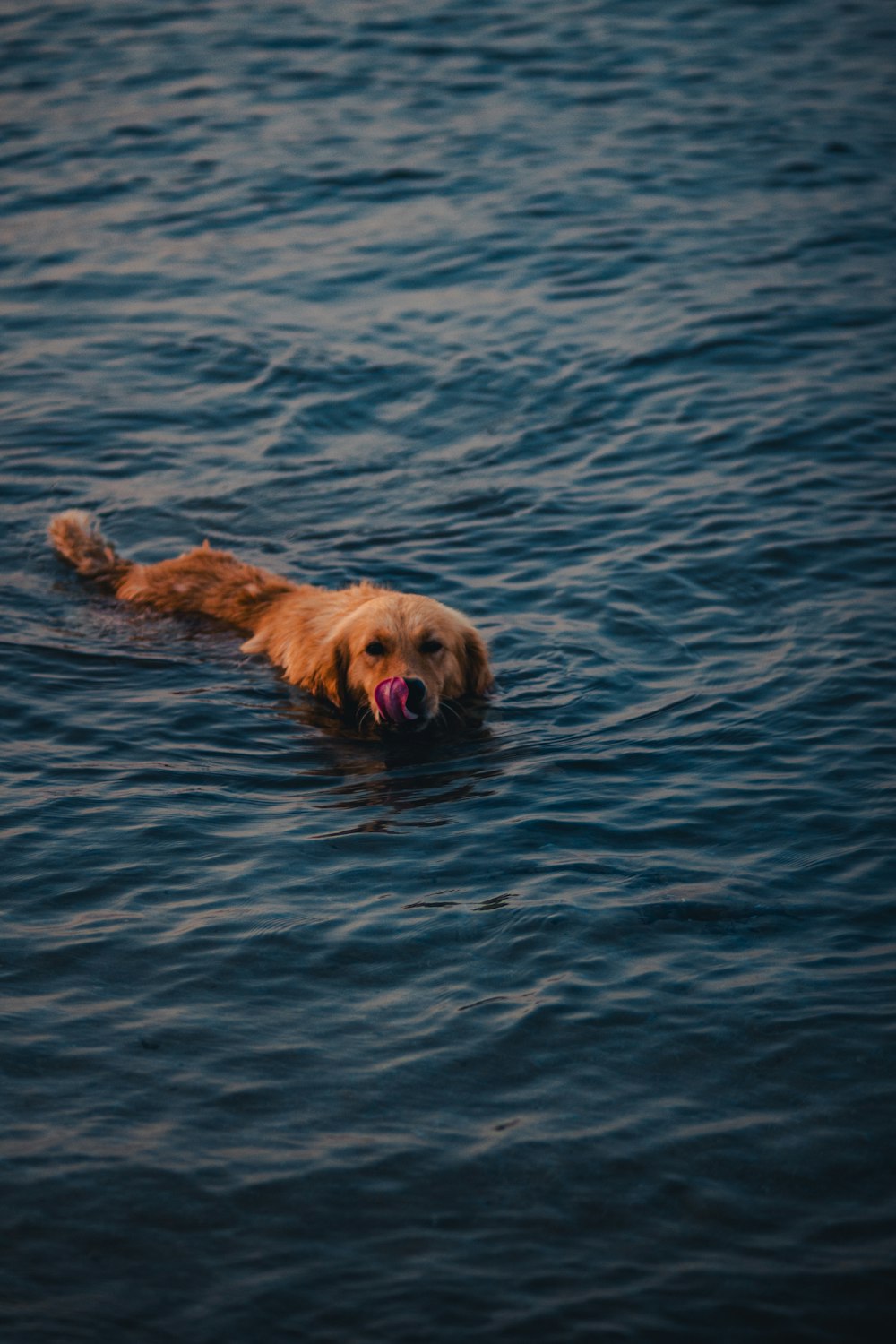 a dog swimming in the water with a ball in its mouth