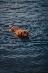 A golden retriever is swimming in calm blue waters, creating gentle ripples around. The lighting is warm, highlighting the dog's wet fur against the deep blue of the water.
