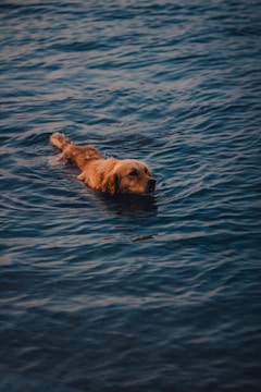 A golden retriever is swimming in calm blue waters, creating gentle ripples around. The lighting is warm, highlighting the dog's wet fur against the deep blue of the water.