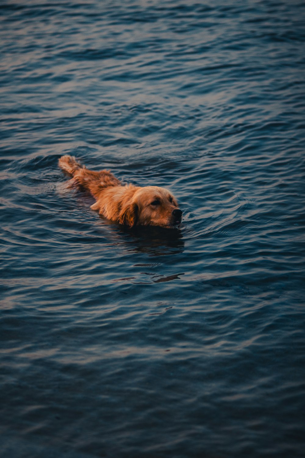 a golden retriever swimming in the ocean
