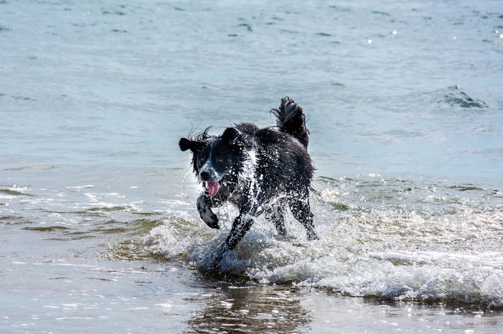 a black and white dog running through the water
