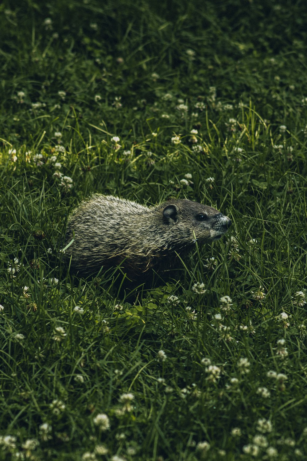 a hedgehog in a field of grass and flowers