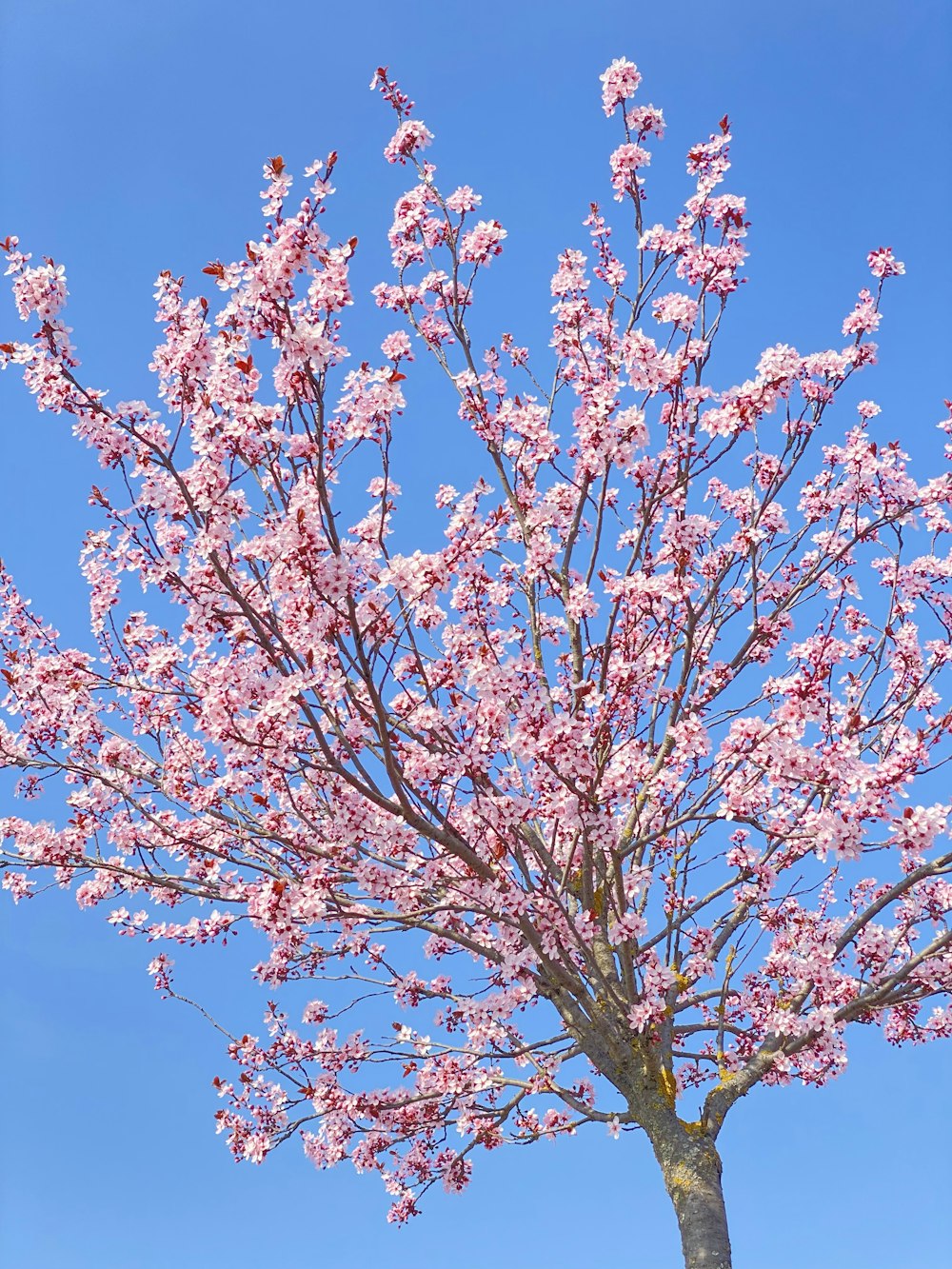 a tree with pink flowers in front of a blue sky