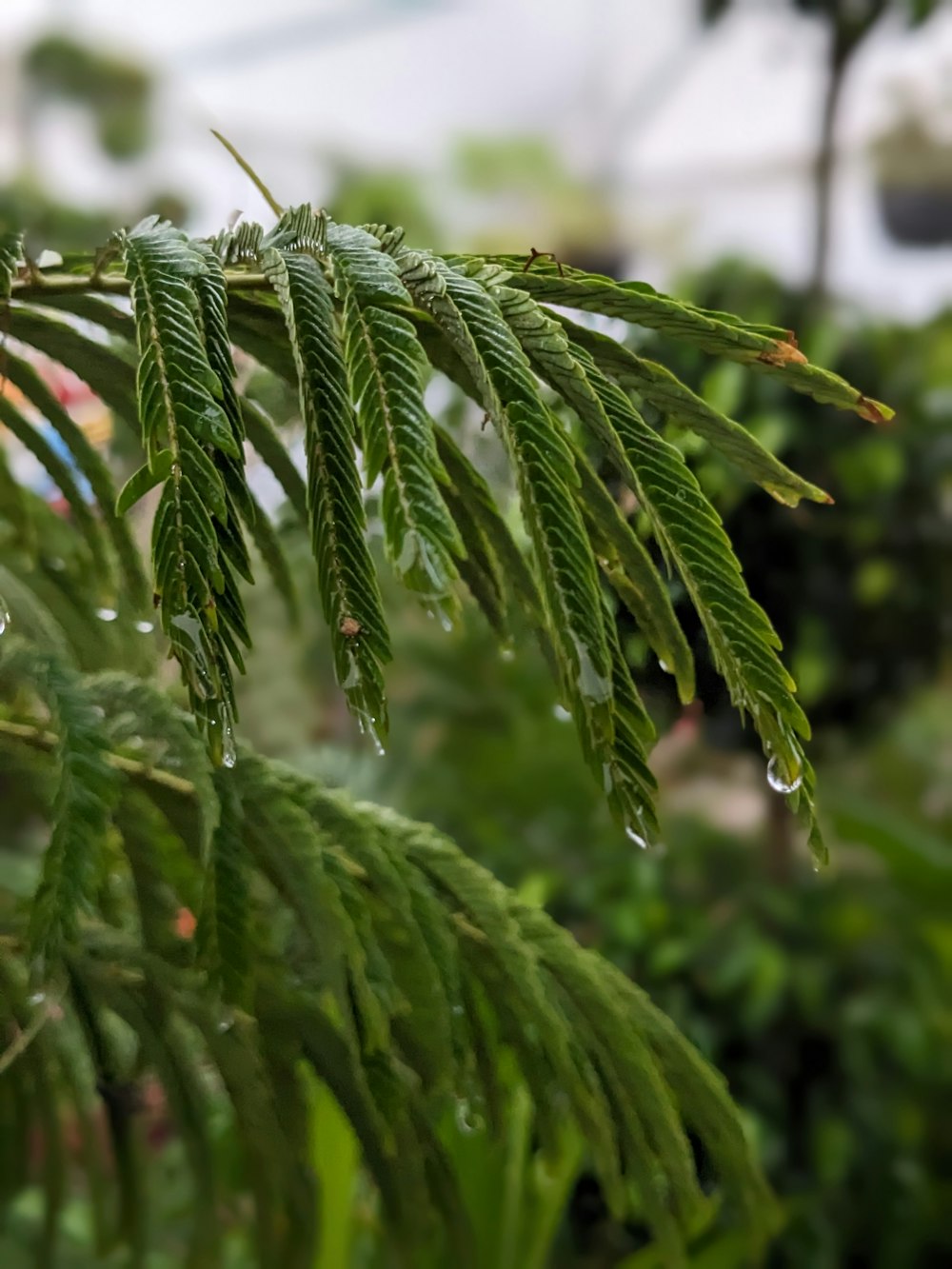 a close up of a green leafy tree