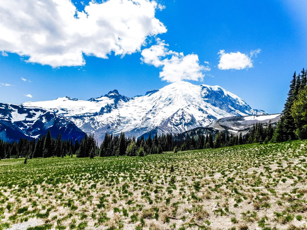 a snow covered mountain in the distance with trees in the foreground